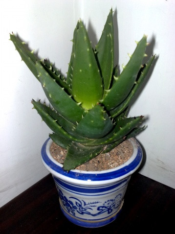 想养花先了解这18种植物!【靖江星雨网络工程有限公司 想养花先了解这18种植物!【靖江星雨网络工程有限公司
