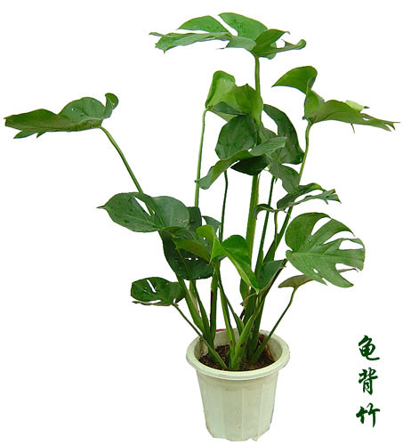 想养花先了解这18种植物!【靖江星雨网络工程有限公司 想养花先了解这18种植物!【靖江星雨网络工程有限公司